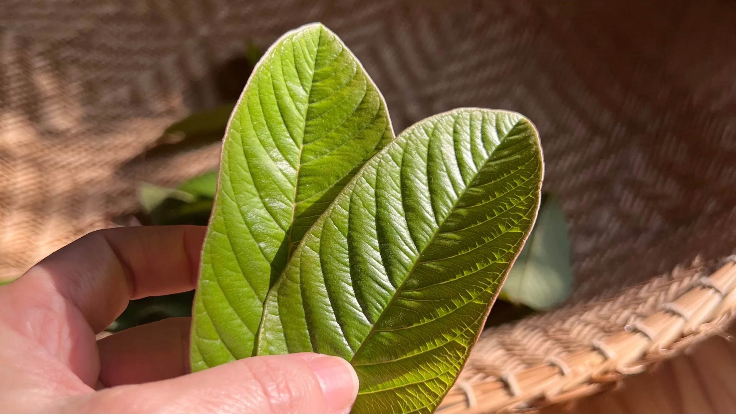 Folhas de goiaba frescas